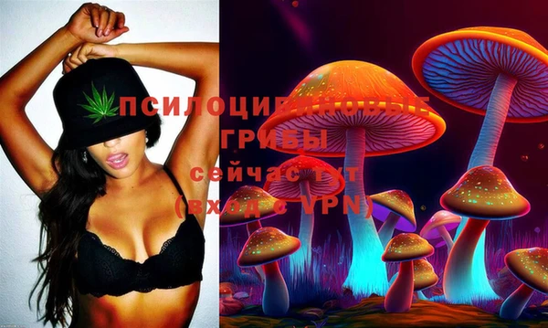шишки Няндома